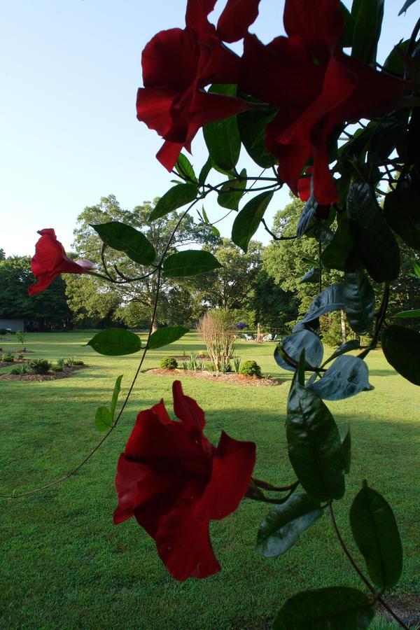 Seven Oaks Bed & Breakfast High Point Luaran gambar